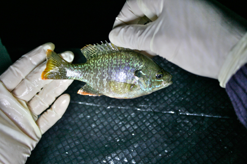 Released Fish Advisory Posting Protocol